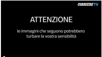 Cuccioli di cane affogati e gettati in un cassonetto, le immagini choc